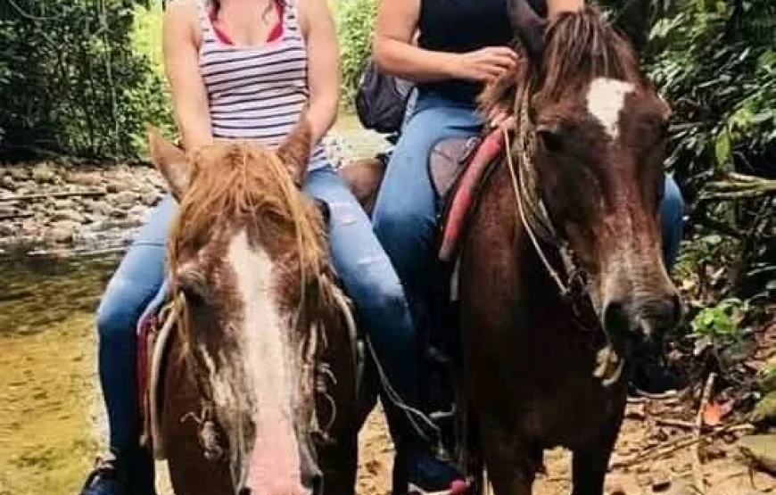 Coral Coast Fiji Waterfall and Rainforest Horse Riding 2026